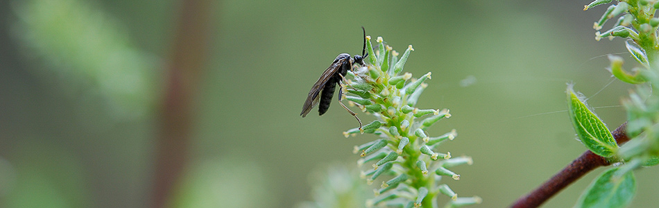 Nematinae sawfly male feeding on nectar in Salix starkeana inflorescence