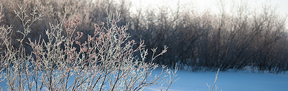 Salix lanata