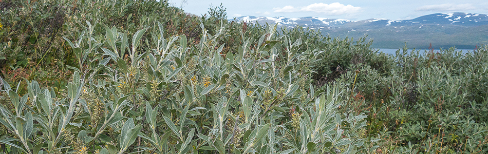 Salix glauca thicket in Abisko