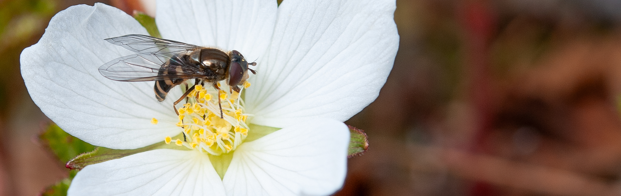 Syrphidae fly on a flower of cloudberry (Rubus chamaemorus)