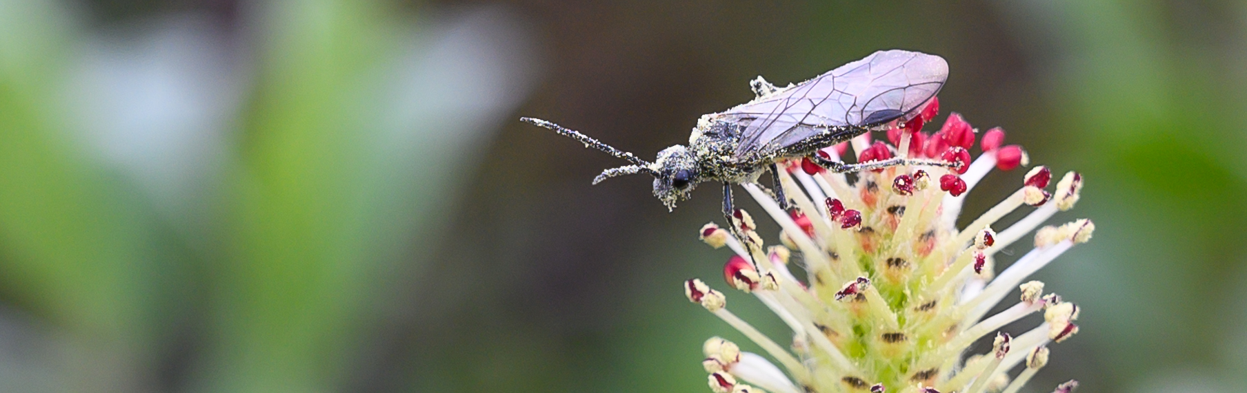 Male of Dolerus sp. in inflorescence of Salix myrsinites