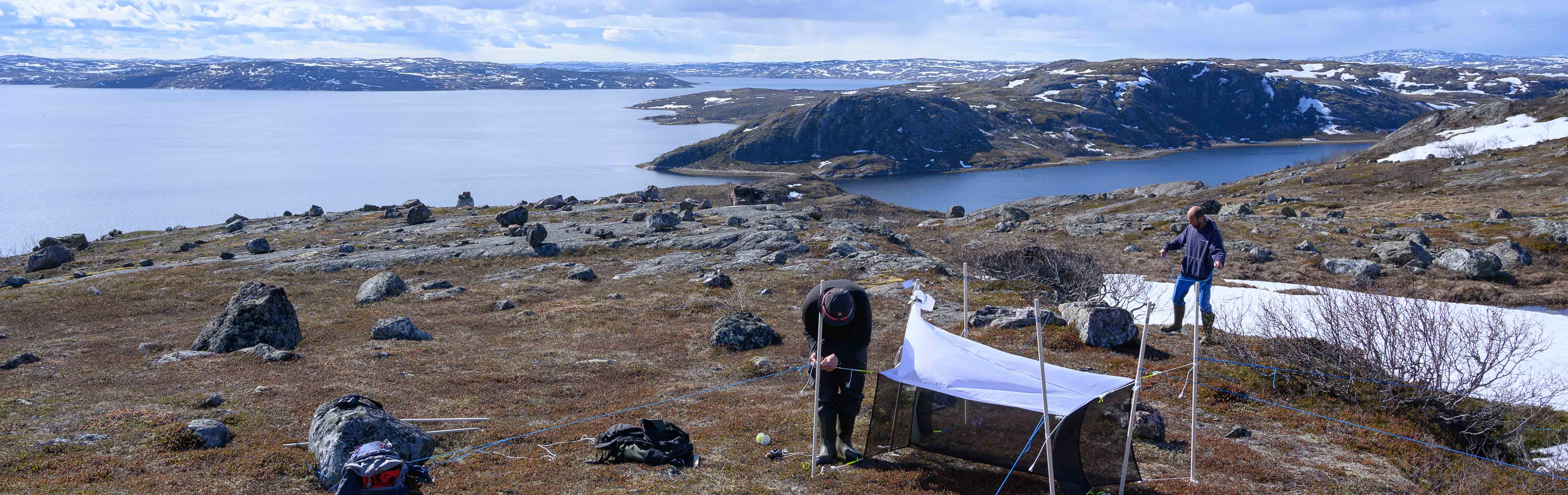 Setting up a Malaise trap near Kirkenes in 2020