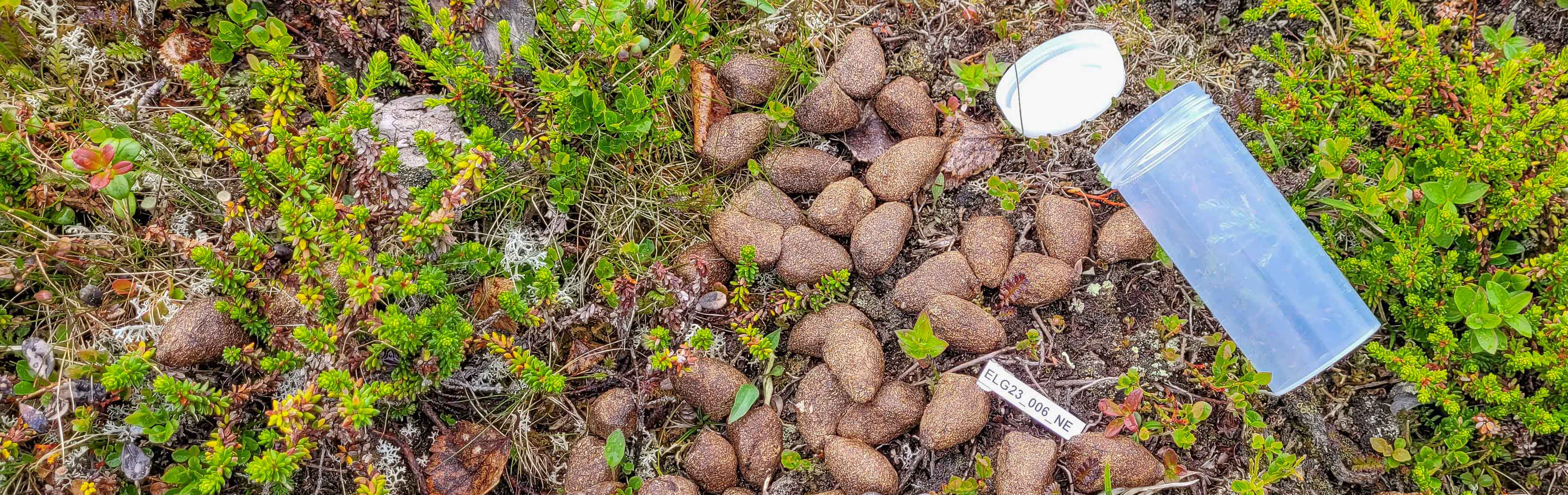 Taking samples of moose poo 2023