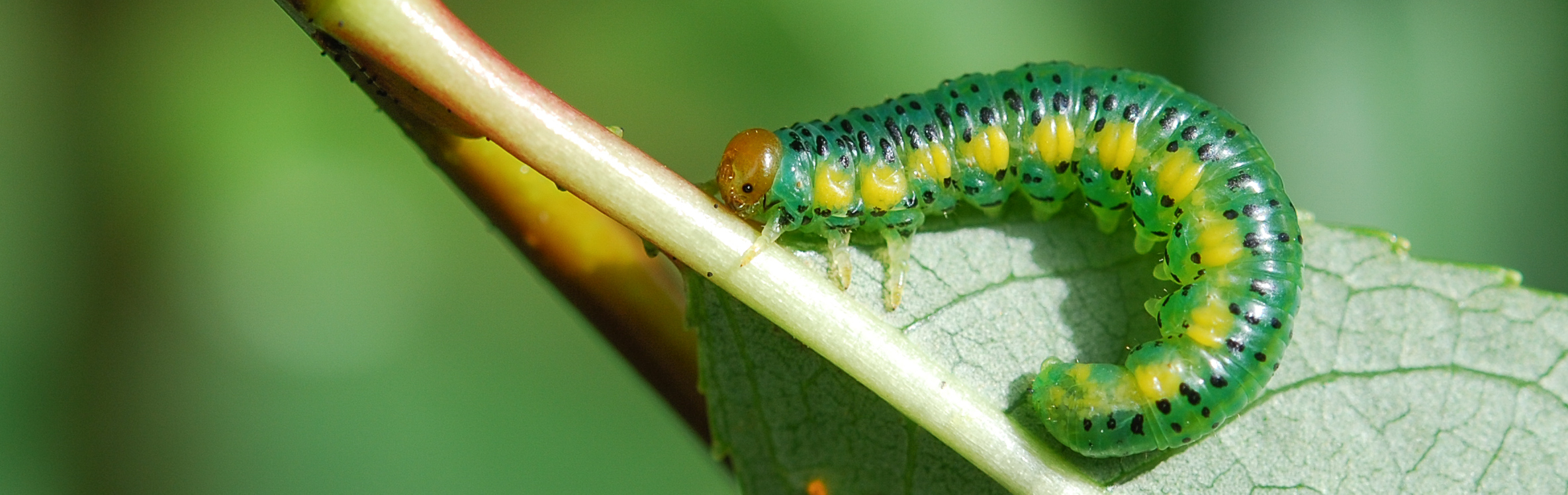 Larva of Euura (= Nematus) bohemani on Salix pentandra