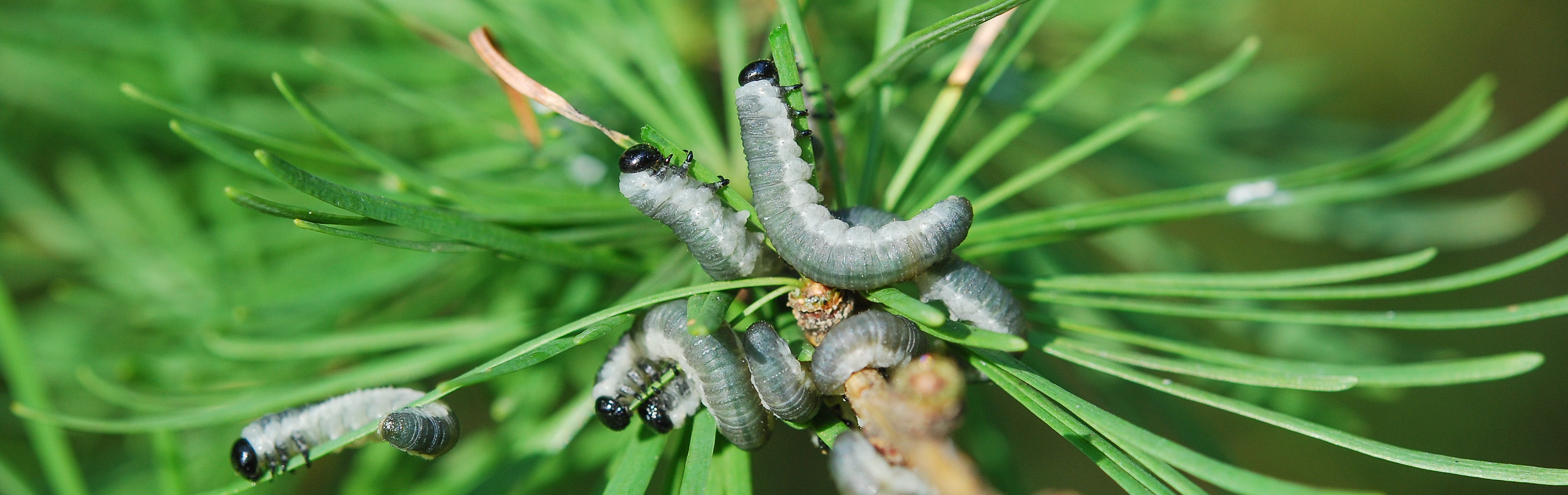 Pristiphora erichsonii larvae feeding on Larix sp.