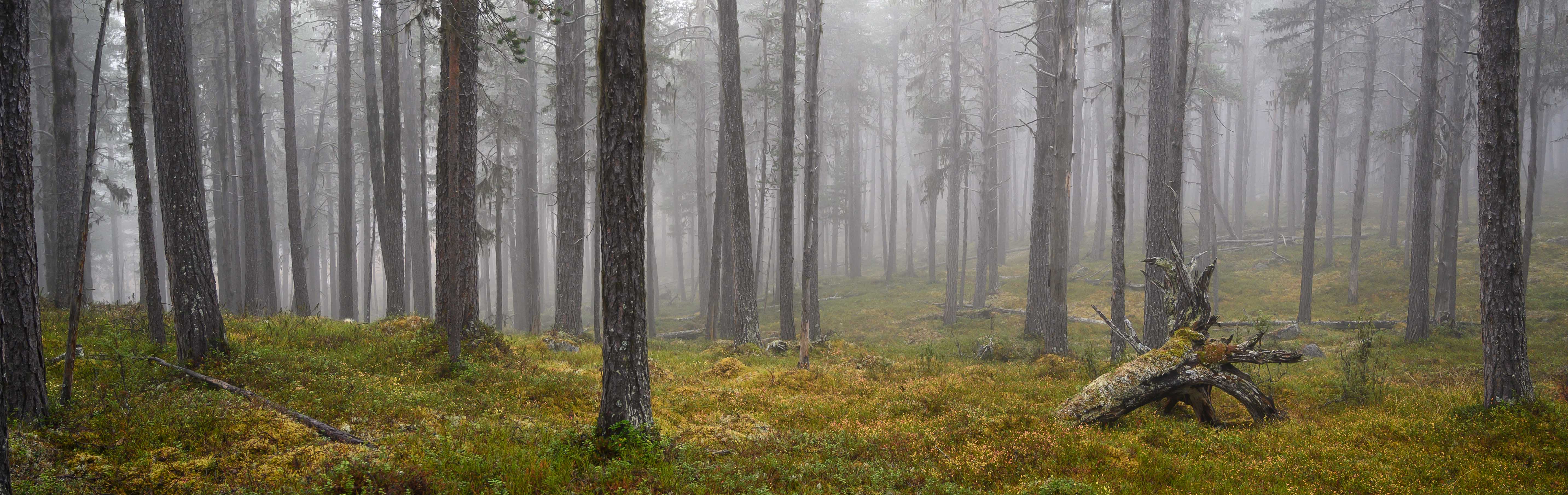 Svartåsen 2022